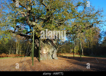 Die große Eiche, Sherwood forest Stockfoto