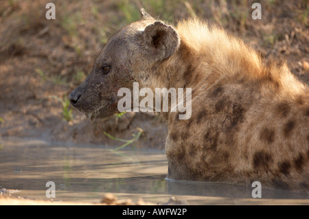 Gefleckte Hyänen (Crocuta Crocuta) Abkühlung durch Lügen im Wasser, Kruger Park, Südafrika Stockfoto