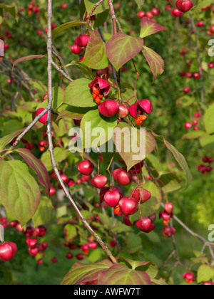 Dingle baumeln Baum (euonymus planipes) Stockfoto