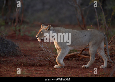 Löwin (Panthera Leo) zu Fuß Stockfoto