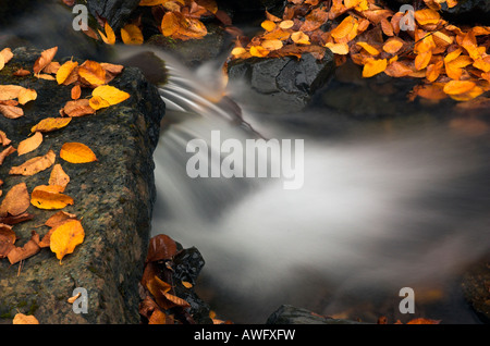 Laub auf Felsen in einem stream Stockfoto
