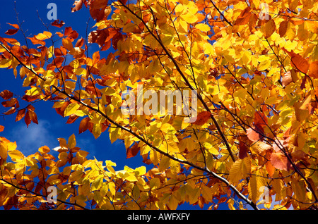 Leuchtend Ahornblätter gelbe vor einem strahlend blauen Himmel im Herbst Stockfoto