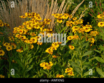 Sneezeweed (helenium rauchtopas) und Reed grass (calamagrostis x acutiflora 'Karl Foerster') Stockfoto