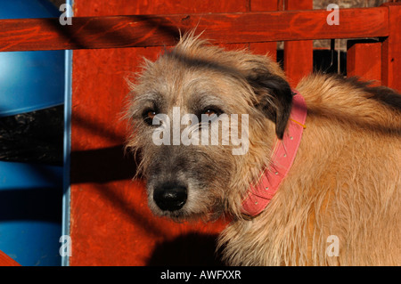 Porträt eines Irish Wolfhound Hund. Stockfoto
