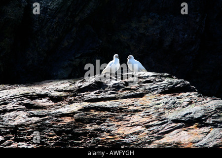 Zwei seltene Vögel einander zugewandt auf der Insel Südgeorgien Stockfoto