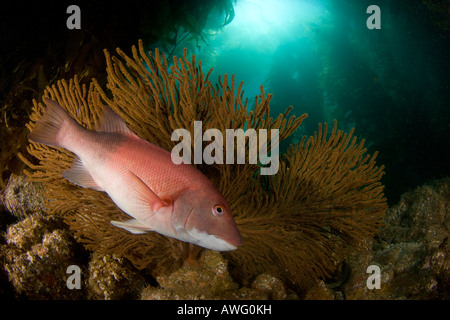 Eine weibliche Sheephead abgebildet vor einem Gorgonien Ventilator in einem Wald aus riesigen Seetang aus Catalina Island, Kalifornien, USA. Stockfoto