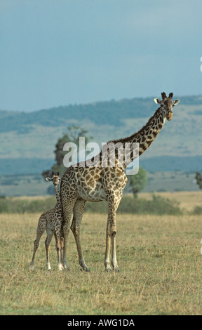 Giraffe Giraffa Camelopardalis und Kalb Stockfoto