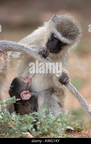Vervet Affen (grüne Aethiops). Mutter, die Jungen füttert, während ein weiteres Vervet Pflege Stockfoto
