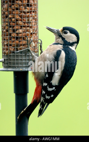 Frau große Specht auf Erdnuss Feeder entdeckt Stockfoto