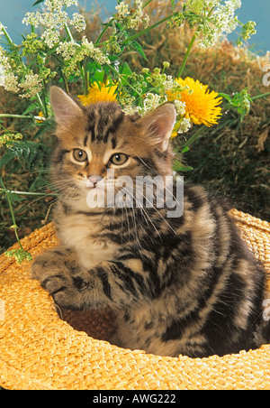 Tabby Kitten In Strohhut Stockfoto