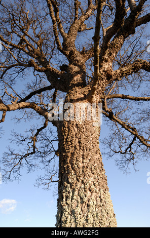 klaren Sie auf der Suche nach oben vom Stamm in knorrigen, alten Walnussbaum im Winter, blauen Himmel dahinter. Stockfoto