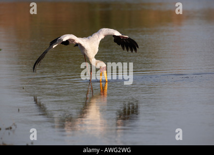 Gelb-billed Stork (Mycteria Ibis) Stockfoto
