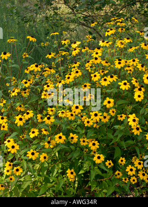 Brown-Eyed Susan (Rudbeckia triloba) Stockfoto