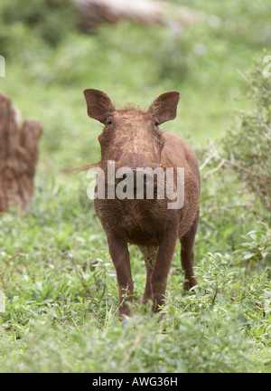 Warzenschwein (Phacochoerus Africanus) nach wälzen in rotem Schlamm bedeckt Stockfoto