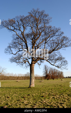 Blattlosen, knorrigen, alten Walnussbaum im Winter, klaren, blauen Himmel dahinter. In einer typischen Parklandschaft. Stockfoto