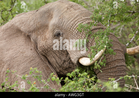Großen Bull afrikanischer Elefant (Loxodonta Africana) Essen Akazie Blätter, Krüger-Nationalpark, Südafrika Stockfoto