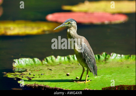 GRAUREIHER - PAMPLEMOUSSES GARTEN - INSEL MAURITIUS Stockfoto