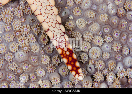 Eine Halskette Seastar, Fromia Monilis auf Korallenpolypen, Yap, Mikronesien. Stockfoto