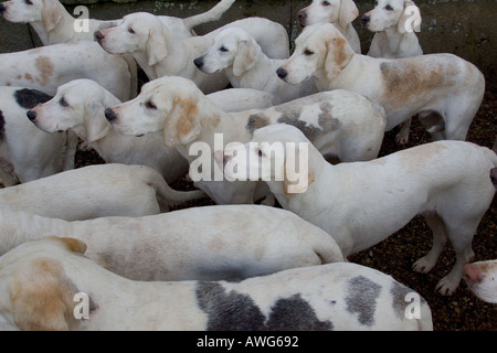 Fox Hounds North Norfolk Harriers Stockfoto