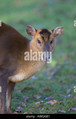 Weibliche Muntjac Deer muntiacus reevesi Futter unter Bäumen im Wald Stockfoto