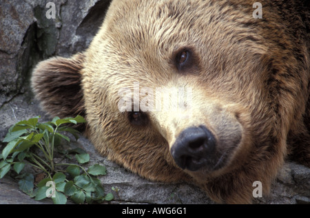 Europäischer Braunbär Ursus Arctos in Bratislava Zoo liegt neben der einzige Anlage in ihr Käfig Stockfoto