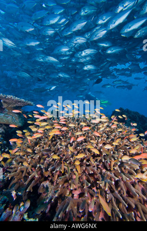 Taucher und Anthias über Korallen und Schulbildung Großaugen-Buchsen, Caranx Sexfasciatus, Sipidan Island, Malaysia. Stockfoto