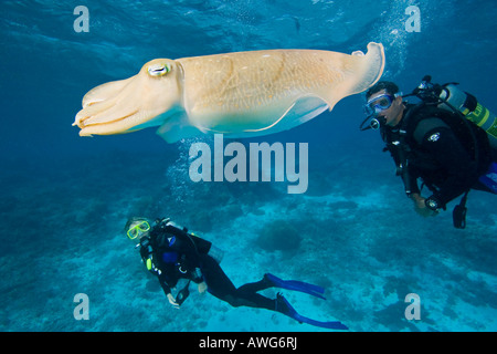 Taucher und eine gemeinsame Tintenfisch, Sepia Officinalis in Palau, Mikronesien. Stockfoto