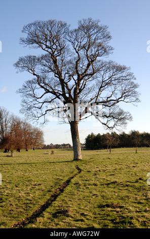 Blattlosen, knorrigen, alten Walnussbaum im Winter, klaren, blauen Himmel dahinter. In einer typischen Parklandschaft. Stockfoto