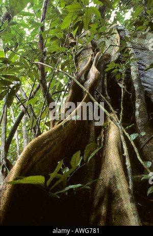 Regenwald-Baum mit Strebepfeiler Wurzeln Mazaruni River Guyana Stockfoto