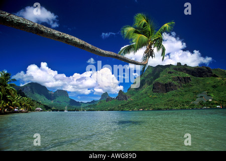 Ausgestreckte Palme über Cooks Bay Moorea Island Stockfoto