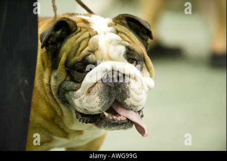 Olde English Bulldog auf der 2008 Detroit Kennel Club Dog Show in Detroit Michigan/USA Stockfoto