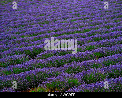 Lavendelfelder am Bridestone Lavender Farm Nabowla Tasmanien Australien Stockfoto