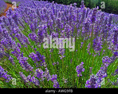 Lavendelfelder am Bridestone Lavender Farm Nabowla Tasmanien Australien Stockfoto