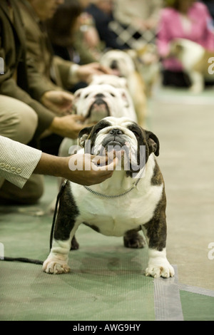 Olde English Bulldog, gemessen an den 2008 Detroit Kennel Club Dog Show in Detroit Michigan/USA Stockfoto