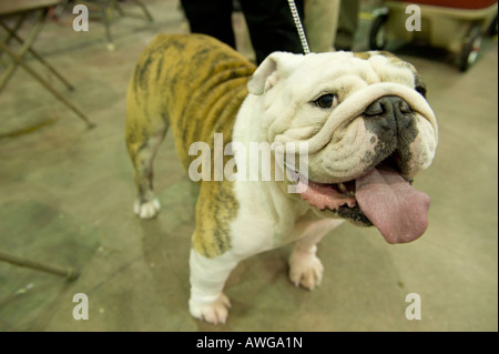 Olde English Bulldog auf der 2008 Detroit Kennel Club Dog Show in Detroit Michigan/USA Stockfoto