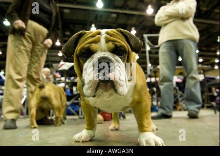 Olde English Bulldog auf der 2008 Detroit Kennel Club Dog Show in Detroit Michigan/USA. Stockfoto