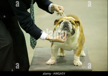 Olde English Bulldog zur Beurteilung an die 2008 Detroit Kennel Club Dog Show in Detroit Michigan/USA Stockfoto