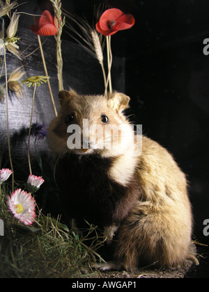 Hamster - Abendessen Stockfoto