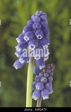 Muscari Steupii (Grape Hyacinth) Großaufnahme von blauen und weißen Blumen. Stockfoto