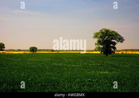 Einzigen Baum in einem Feld von Gerste Cambridgeshire England, Großbritannien-UK Stockfoto