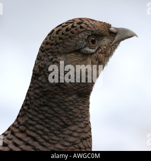 Weiblichen Fasan vor Hintergrund der Schnee Stockfoto