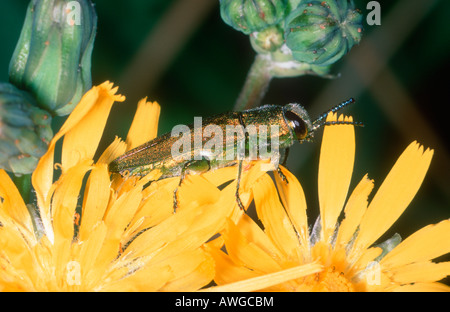 Metallische Holz-langweilig-Käfer, Anthaxia hungarica Stockfoto