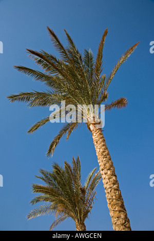 2 Palmen vor einem wolkenlosen blauen Himmel in Ägypten Stockfoto