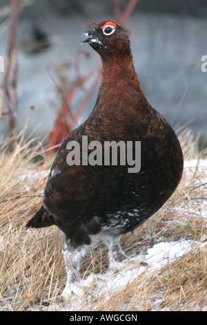 Moorschneehühner auf schneebedeckten Rasen Stockfoto