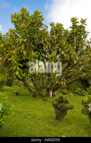 Baum mit grünen Blättern in naturnaher Garten, Grand Etang Visitor Centre, Grenada Stockfoto