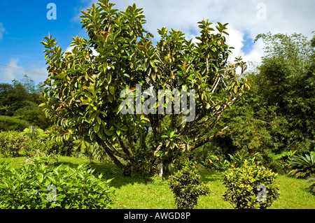 Kleinen Baum inmitten der natürlichen Garten blühende Grand Etang Visitor Centre, Grenada Stockfoto