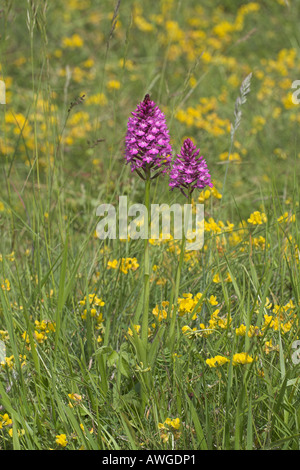 Pyramidenförmige Orchidee Anacamptis Pyramidalis wachsen auf Kreide Boden in der Nähe von Vierzon Zentrum Region Frankreich Stockfoto