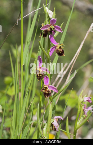 Späten Spider Orchid Ophrys Fuciflora Biene Orchidee Ophrys Apifera hybrid Stockfoto