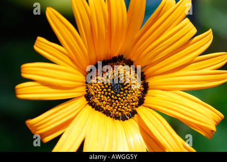 Arctotis Acanis oder Herbers, Blume Stockfoto