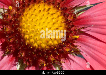 Gaillardia Nahaufnahme Blume Ringwood Hampshire England Stockfoto